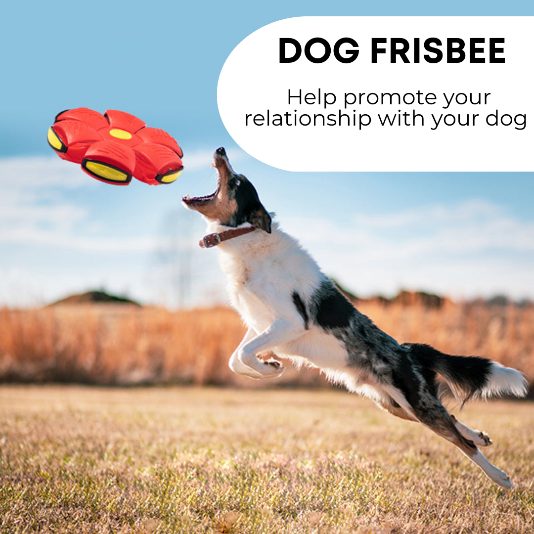 Pawlouza™ Dog Frisbee